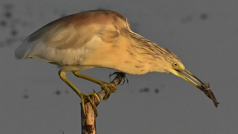 Squacco Heron (Ardeola ralloides), Ankara, Turkey